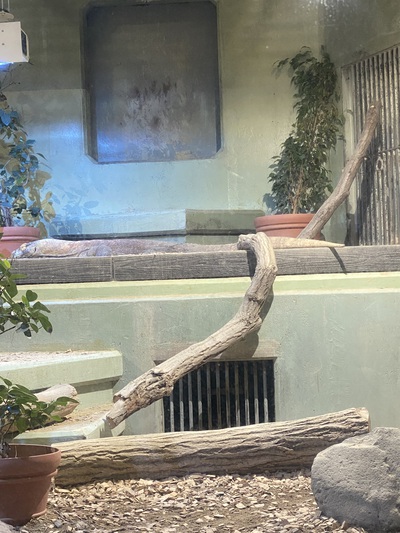 レッサーパンダが1番可愛かった♪ レッサーパンダが1番可愛かった♪