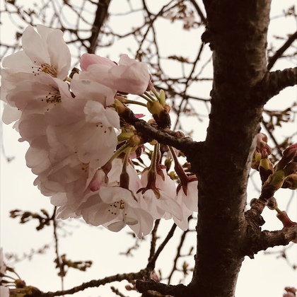 一足お先に桜♪ 一足お先に桜♪