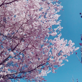 うちの桜も満開♡ うちの桜も満開♡