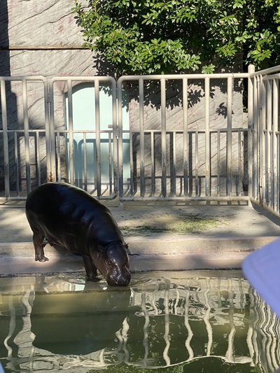 レッサーパンダが1番可愛かった♪ レッサーパンダが1番可愛かった♪