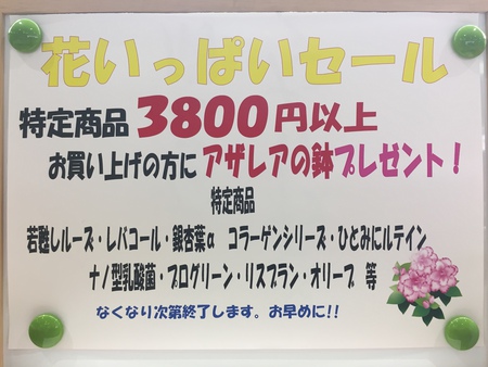 花いっぱいセール♪ 花いっぱいセール♪