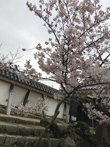 一足お先に桜♪ 一足お先に桜♪