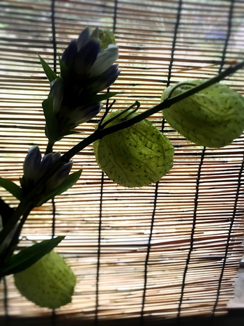これなんていう植物!? これなんていう植物!?