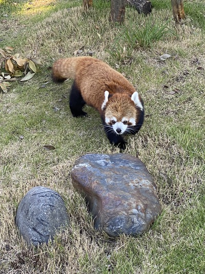 レッサーパンダが1番可愛かった♪ レッサーパンダが1番可愛かった♪