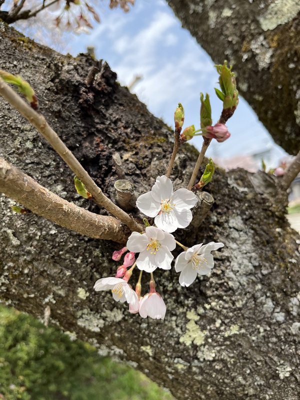 桜の様子 桜の様子
