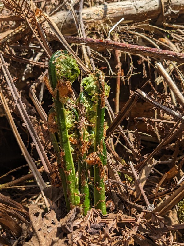 「「平年に比べて・・・」」 草の芽・木の芽かとにかく早く芽吹いています。 2024.04.29 「「平年に比べて・・・」」 草の芽・木の芽かとにかく早く芽吹いています。 2024.04.29