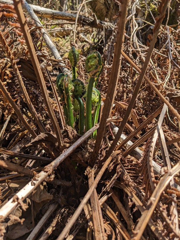 「「平年に比べて・・・」」 草の芽・木の芽かとにかく早く芽吹いています。 2024.04.29 「「平年に比べて・・・」」 草の芽・木の芽かとにかく早く芽吹いています。 2024.04.29