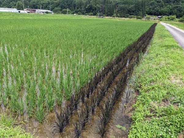 時期です・・鮎の友釣りが解禁して、7月初めの週末 2024.07.06 時期です・・鮎の友釣りが解禁して、7月初めの週末 2024.07.06