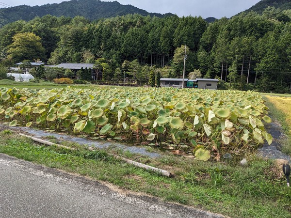 田園風景に溶け込む「「 飛騨一之宮町の手打ち、そば屋」」・・・平庭 ひらにわ、庭園も見事です。 2024.10.08 田園風景に溶け込む「「 飛騨一之宮町の手打ち、そば屋」」・・・平庭 ひらにわ、庭園も見事です。 2024.10.08