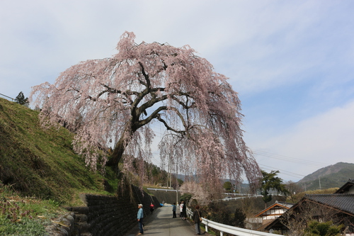 萩原の桜
