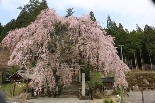 萩原の桜