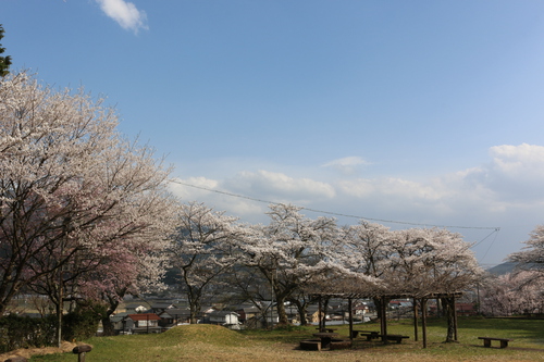 萩原の桜　その②