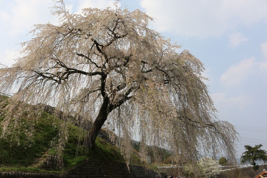 萩原町の桜2014　その⑥