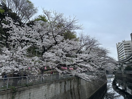 東京からの桜の便り