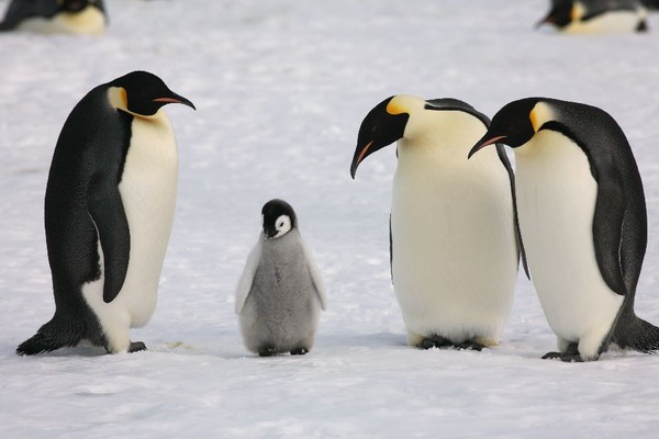 I am the Penguin.