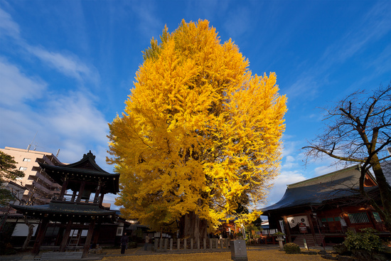 今年こそ綺麗な紅葉を写真に収めたい!Vol.6 国分寺 今年こそ綺麗な紅葉を写真に収めたい!Vol.6 国分寺