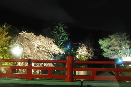 中橋の夜桜 中橋の夜桜