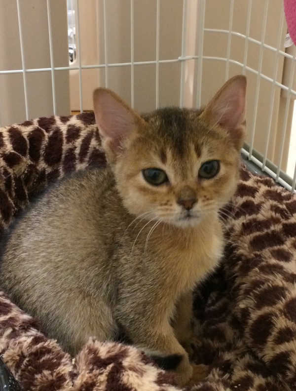 犬みたいな猫 犬みたいな猫