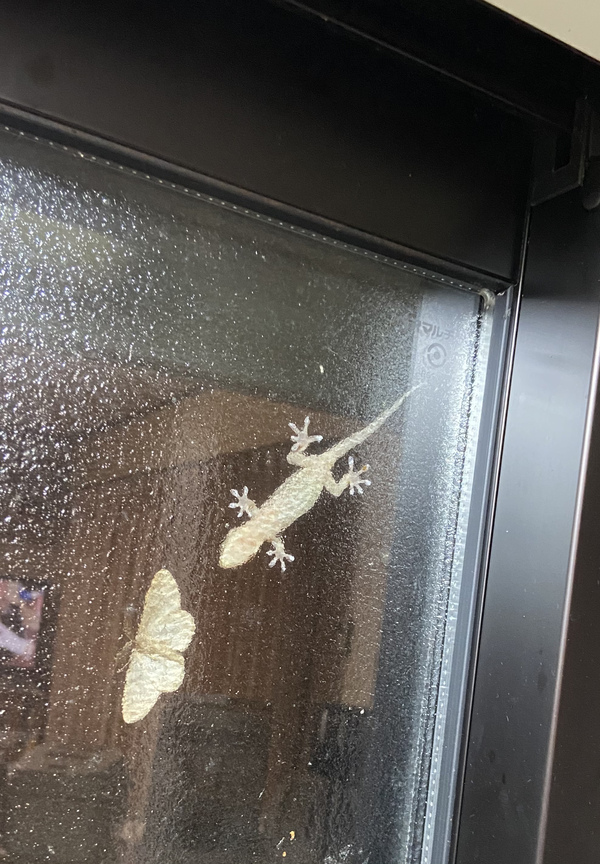毎晩ヤモリがやって来ます 毎晩ヤモリがやって来ます