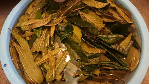 枇杷の葉　お茶作り