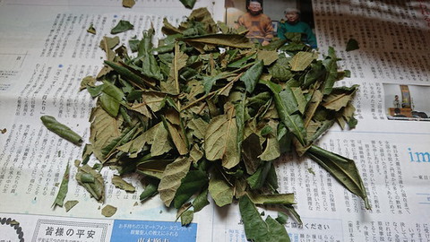 枇杷の葉　お茶作り