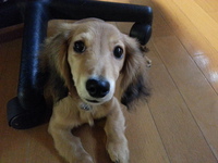 我が家に犬もやって来た!!!