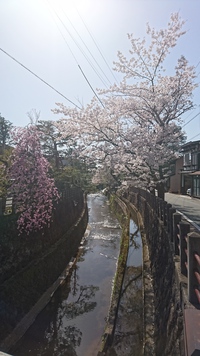 早くコイコイ春 早くコイコイ春