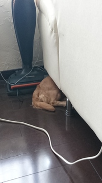 犬も一緒❔ 犬も一緒❔