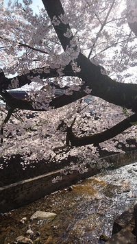 春を実感♥ 春を実感♥