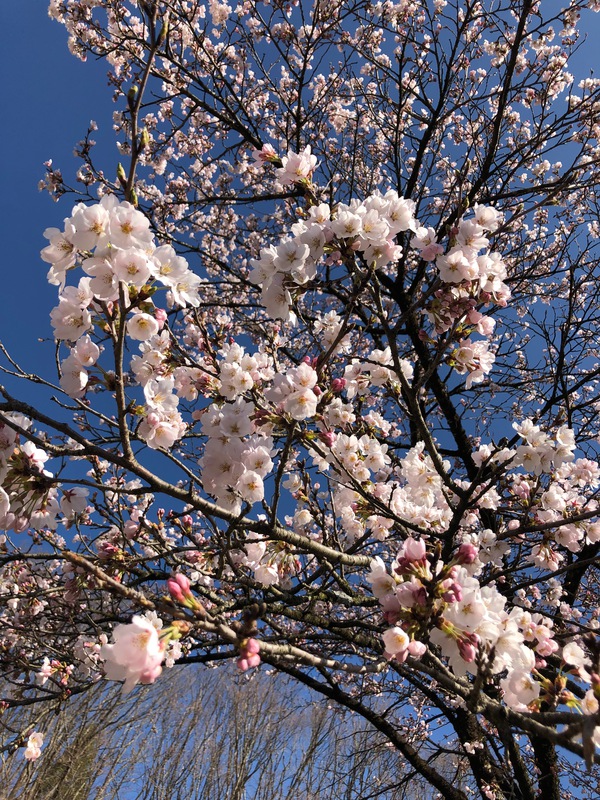 今日は! 今日は!