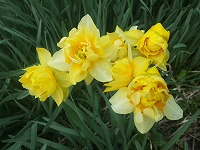 春の花々♪