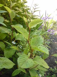 植物いろいろ