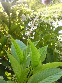 植物いろいろ