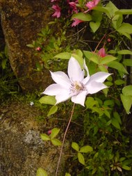 風に吹かれて
