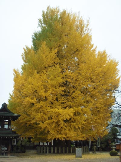 飛騨国分寺の大イチョウ