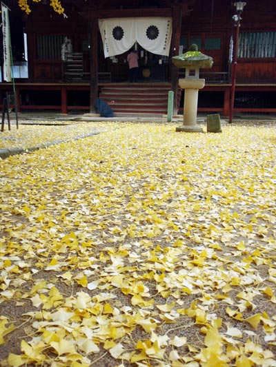 飛騨国分寺の大イチョウ