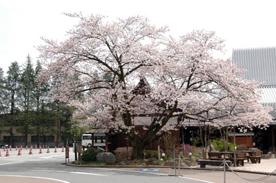 桜便り2010 vol.4 ~桜の足湯~