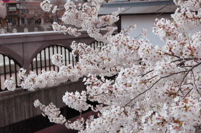 桜便り2011 vol.6 ~弥生橋~