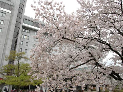 桜便り2012 vol.4 ~桜の足湯~