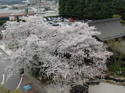 桜便り2012 vol.4 ~桜の足湯~