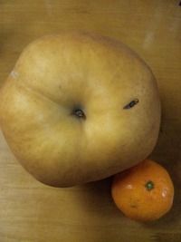 大きな梨