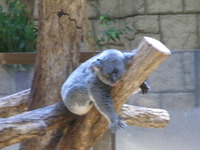 東山動物園