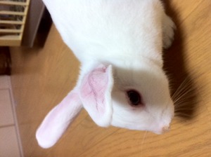 うぼぼとちゃぼぼ。