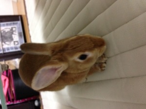 うぼぼとちゃぼぼ。