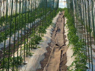 無肥料自然栽培トマトよしま農園