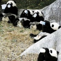パンダ♪パンダ♪