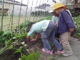 さつまいも☆
