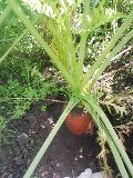 我が家の野菜☆