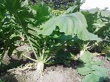 我が家の野菜☆