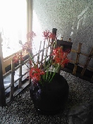 彼岸花☆